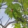 A feral White-fronted Amazon perches in a leafy tree