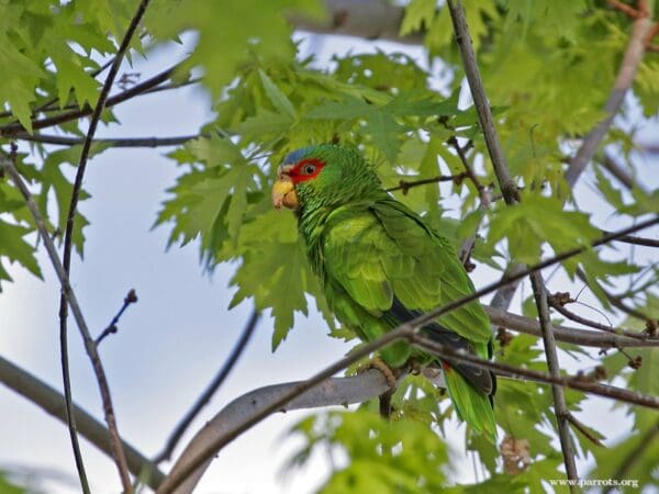 A feral White-fronted Amazon perches in a leafy tree