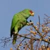 A feral White-fronted Amazon forages for berries