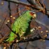 A feral White-fronted Amazon feeds in a berry tree