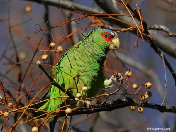 A feral White-fronted Amazon feeds in a berry tree