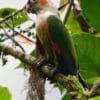 A wild White-necked Conure perches on a mossy branch