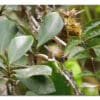 A wild White-necked Conure crawls through leaves