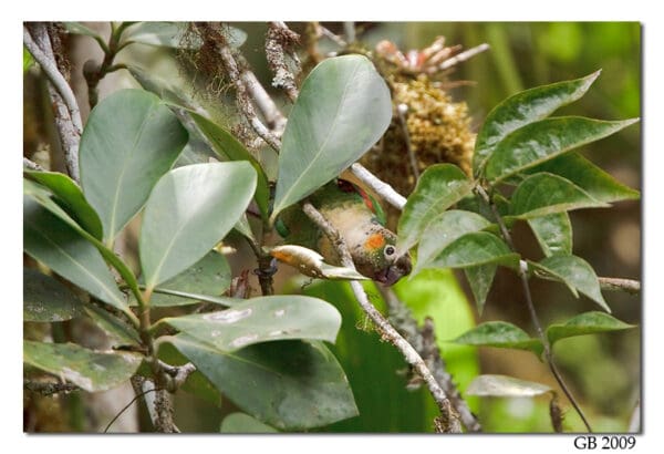 A wild White-necked Conure crawls through leaves