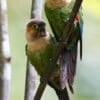 Wild White-breasted Conures perch on a branch