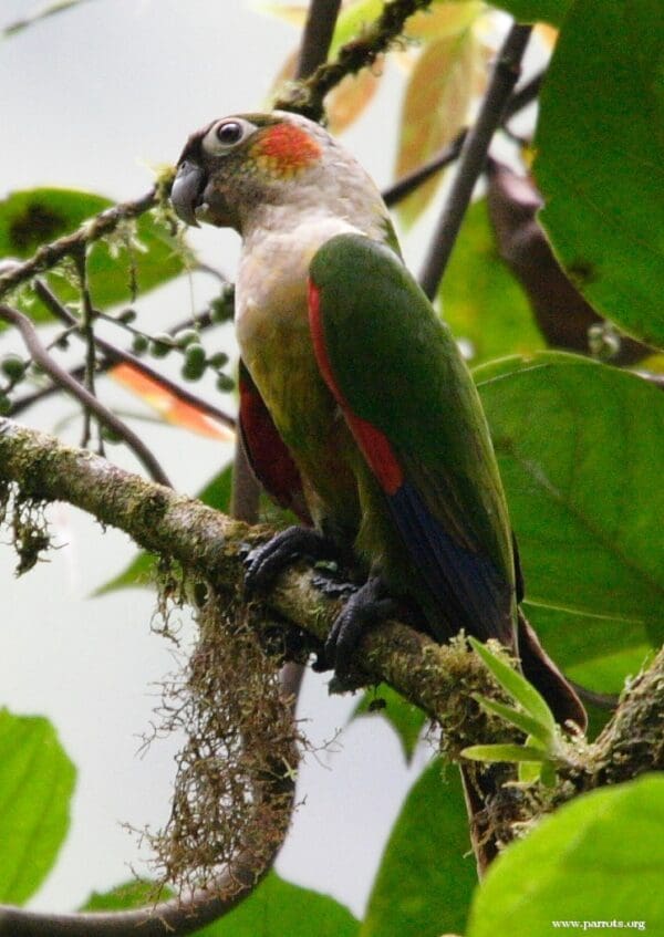 A wild White-necked Conure perches on a mossy branch