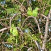 Wild White-winged Parakeets perch in a tree