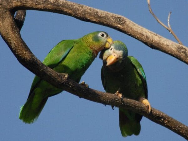 Yellow-billed Amazon Fieldwork