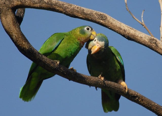 A wild Yellow-billed Amazon pair preens each other