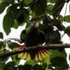 A wild Yellow-billed Amazon displays by flashing its tail