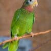 A Yellow-billed Amazon perches on a thin branch