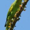 A wild Yellow-chevroned Parakeet clings to a leafy branch