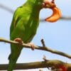 A wild Yellow-chevroned Parakeet feeds on a blossom