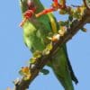 A wild Yellow-chevroned Parakeet feeds on blossoms