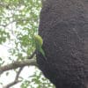 A wild Yellow-chevroned Parakeet clings to an arboreal termitarium