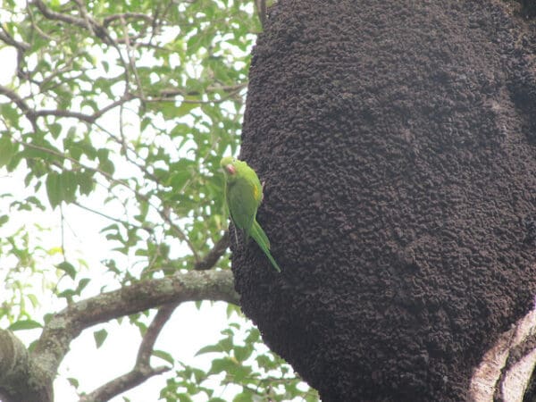 A wild Yellow-chevroned Parakeet clings to an arboreal termitarium