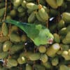 A wild Yellow-chevroned Parakeet feeds on fruit