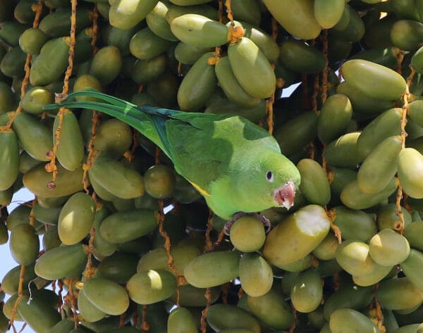 A wild Yellow-chevroned Parakeet feeds on fruit