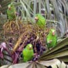 Wild Yellow-chevroned Parakeets feed on palm fruits