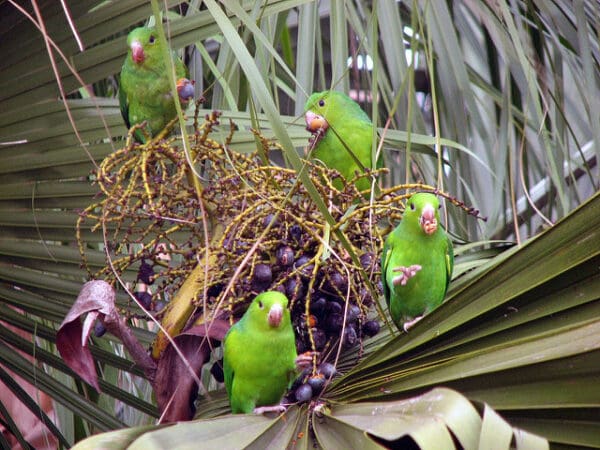 Wild Yellow-chevroned Parakeets feed on palm fruits