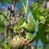 A wild Yellow-chevroned Parakeet feeds on seeds