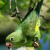 A wild Yellow-chevroned Parakeet feeds on seeds