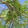 Wild Yellow-chevroned Parakeets perch in a leafy tree