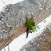 A wild Yellow-collared Macaw dangles from a tree trunk