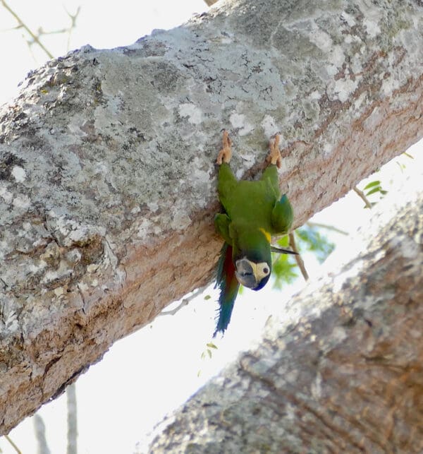 A wild Yellow-collared Macaw dangles from a tree trunk