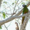 A wild Yellow-collared Macaw perches on a limb