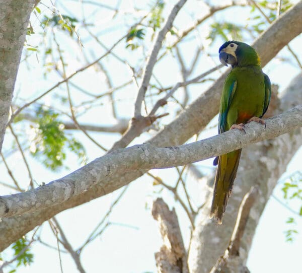 A wild Yellow-collared Macaw perches on a limb