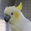 A closeup of a female companion Yellow-crested Cockatoo