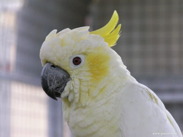 A closeup of a female companion Yellow-crested Cockatoo