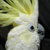 A closeup of a companion Yellow-crested Cockatoo