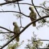 Wild Yellow-crested Cockatoos perch in a tree