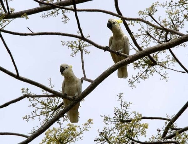 Wild Yellow-crested Cockatoos perch in a tree