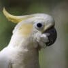 A closeup of a Yellow-crested Cockatoo