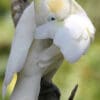 A Yellow-crested Cockatoo preens