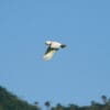 A wild Yellow-crested Cockatoo takes flight