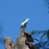 A wild Yellow-crested Cockatoo perches atop a broken tree