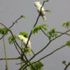 Wild Yellow-crested Cockatoos perch in a tree