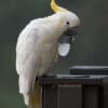 A wild Yellow-crested Cockatoo plays with an object