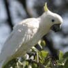 A companion Yellow-crested Cockatoo perches on foliage