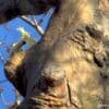 Wild Yellow-crested Cockatoos perch on a tree trunk