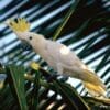 A wild Yellow-crested Cockatoo perches in a palm tree