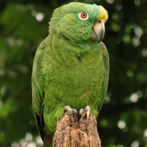 A Yellow-crowned Amazon perches on a snag