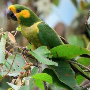 A wild Yellow-eared Conure perches in a tree