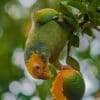 A wild Yellow-faced Parrot feeds on fruit