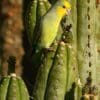 A wild Yellow-faced Parrotlet perches on a cactus