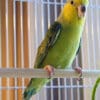 A companion Yellow-faced Parrotlet perches on dowel